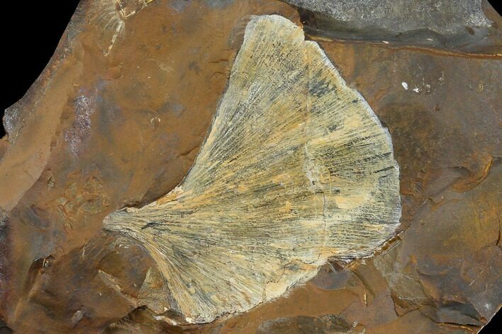 Fossil Ginkgo Leaf From North Dakota - Paleocene #130429
